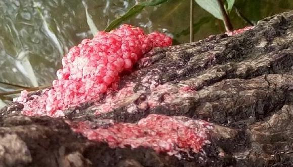 [市卫健委]巨化公园江岸边惊现大片粉色虫卵块,会传染不?