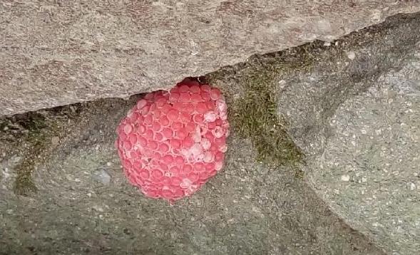 巨化公园江岸边惊现大片粉色虫卵块,会传染不?