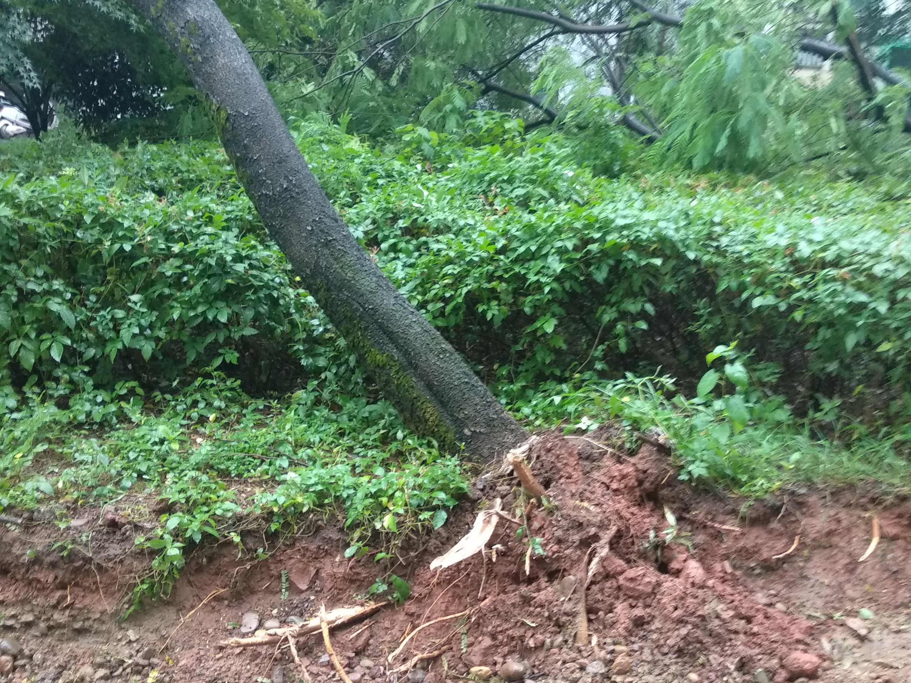社区及物业肆意破坏树木